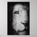 Search for white lion art Animals