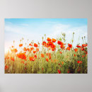 Search for field poppies posters Flower