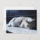 Search for napping postcards Lazy