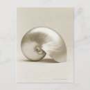 Search for nautilus shell postcards Sealife