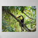 Search for toucan posters Costa rica