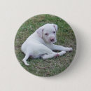 Search for american bulldog accessories Puppy