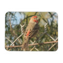 Search for finch magnets House