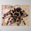 Search for venom posters Arachnid