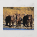 Search for omnivorous postcards Usa