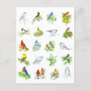 Search for ornithology postcards Bird watcher