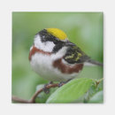 Search for warbler magnets Birds