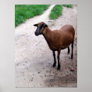 Search for goat posters Brown