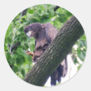 Search for bald eagle round stickers Birds of prey