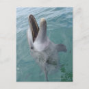 Search for common dolphin Animals in the wild