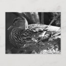 Search for watcher postcards Nature