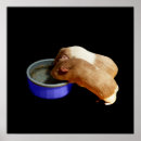 Search for guinea pig art Pet