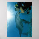 Search for diving dolphin posters Fish