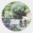 Search for sheltie stickers Sheepdog