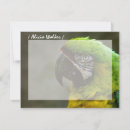 Search for parrot note cards Bird