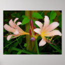 Search for belladonna posters Lilies