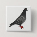 Search for pigeon badges Nature