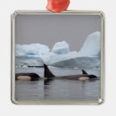 Search for killer whale christmas tree decorations Wildlife