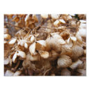 Search for dried flowers posters Brown