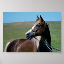Search for regal posters Animals