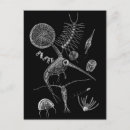 Search for plankton Diatoms