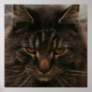 Search for grumpy posters Cat
