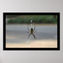 Search for arachnids posters Web