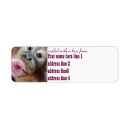 Search for orangutan return address labels Wildlife