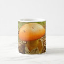Search for amanita mugs Fungi