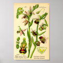Search for spider posters Antique