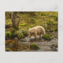 Search for cathy postcards Wildlife