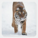 Search for siberian cat stickers Feline
