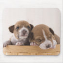 Search for dog tired electronics Animal