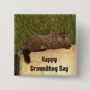Search for groundhogs Photography