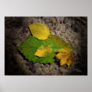 Search for birch leaf posters Green