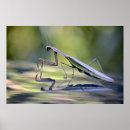 Search for praying mantis posters Mantid