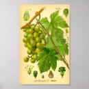 Search for vintage grape vine posters Botanical