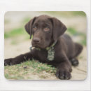 Search for chocolate lab electronics Cute