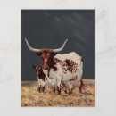 Search for big spots postcards Animal