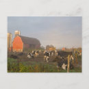 Search for holstein postcards Cattle