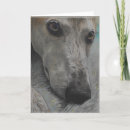 Search for dog drawing cards Greyhound