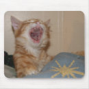 Search for cat yawning mousepads Kitten