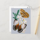 Search for antique butterfly illustration postcards Nature