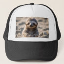 Search for sloth hats Wildlife