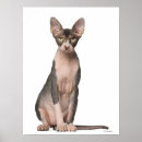 Search for sphynx cat art Nature