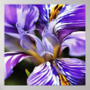 Search for purple iris posters Botanical