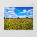 Search for corn field postcards Blue