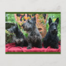 Search for scottish humour postcards Scottie