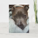 Search for pitbull cards Pittie