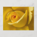 Search for rose macro postcards Yellow
